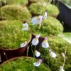 Wyglad dorosłych roslin / adult plants look